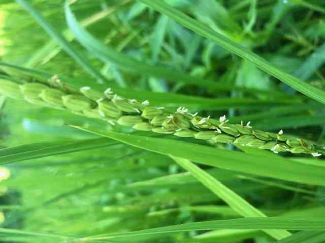 この写真では花をつけています。中にはかなりこうべを垂れている稲穂もありました